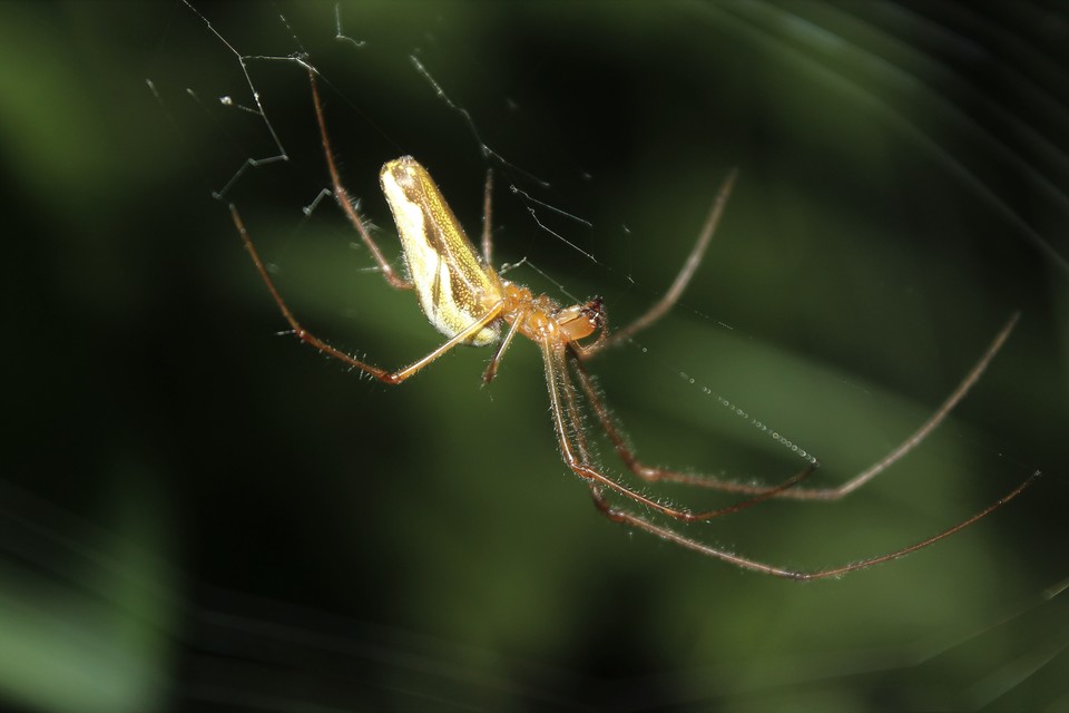 Tetragnatha
