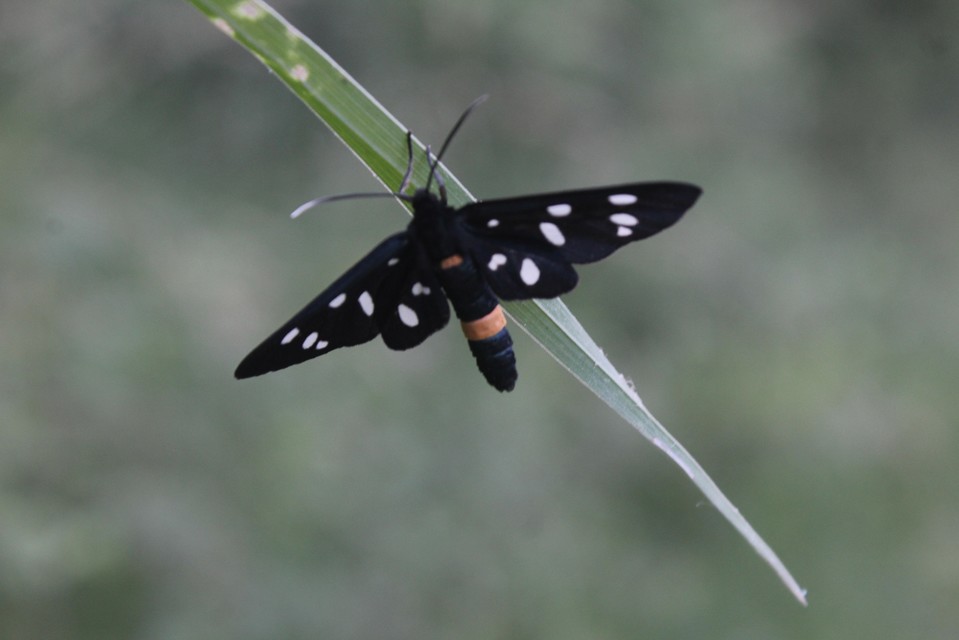 Amata phegea - fehérpettyes álcsüngőlepke