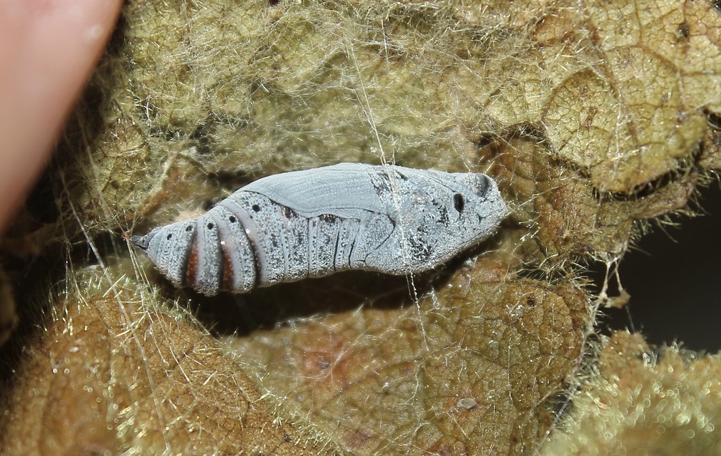 Carcharodus alceae - mályva-busalepke