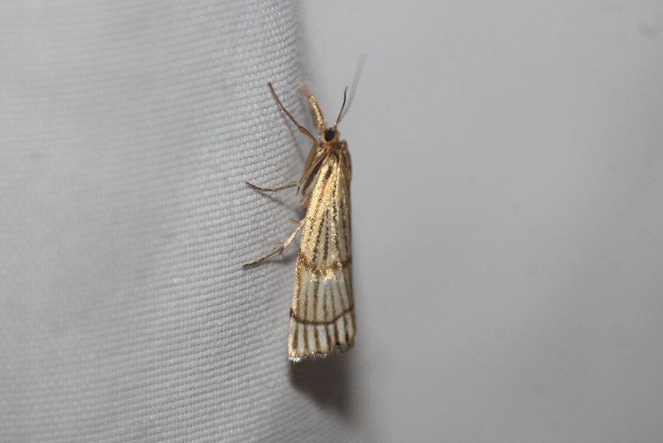 Chrysocrambus linetella - déli fűgyökérmoly