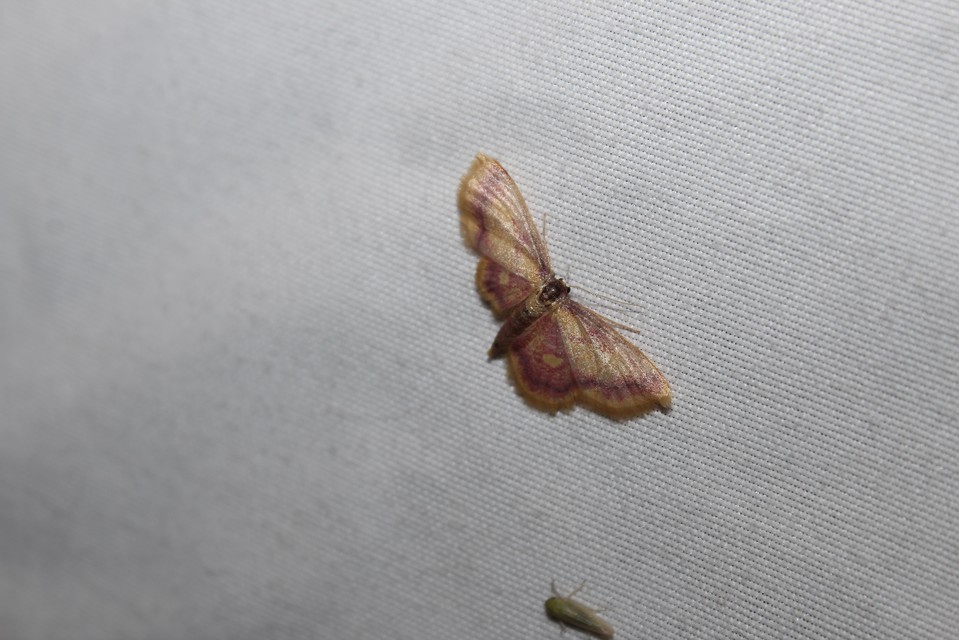Idaea muricata - mocsári pirosaraszoló