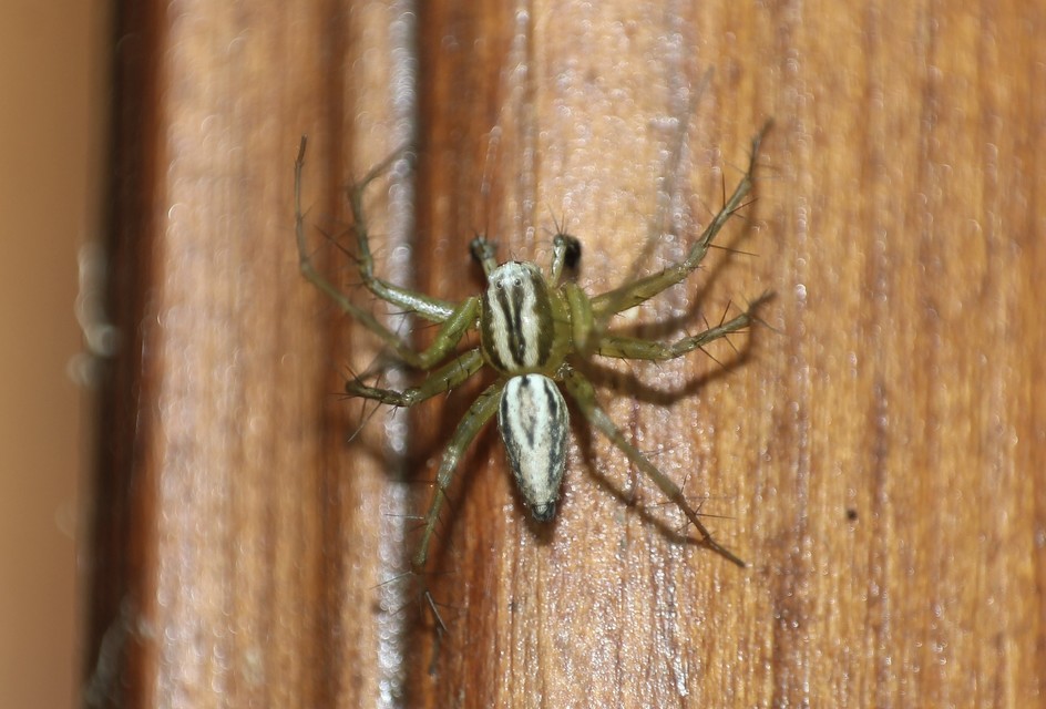 Oxyopes lineatus