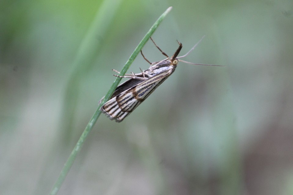 Chrysocrambus linetella - déli fűgyökérmoly