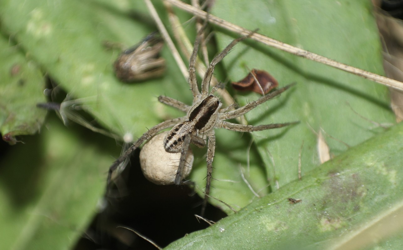 Pardosa bifasciata