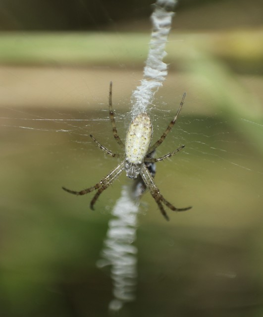 Argiope bruennichi - darázspók