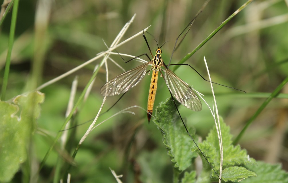 Nephrotoma flavescens