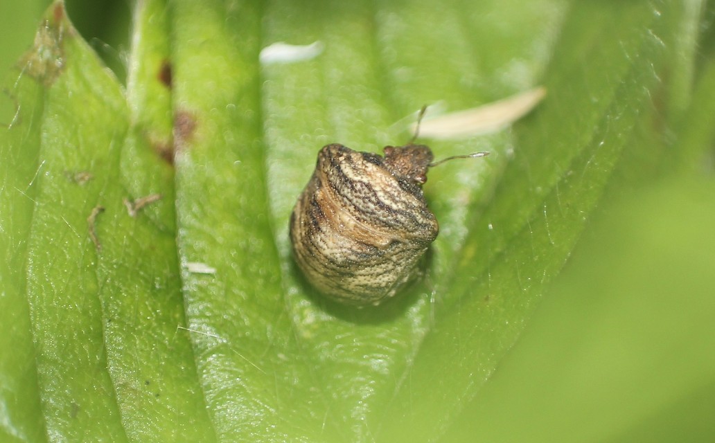 Vilpianus galii Vilpianus galii