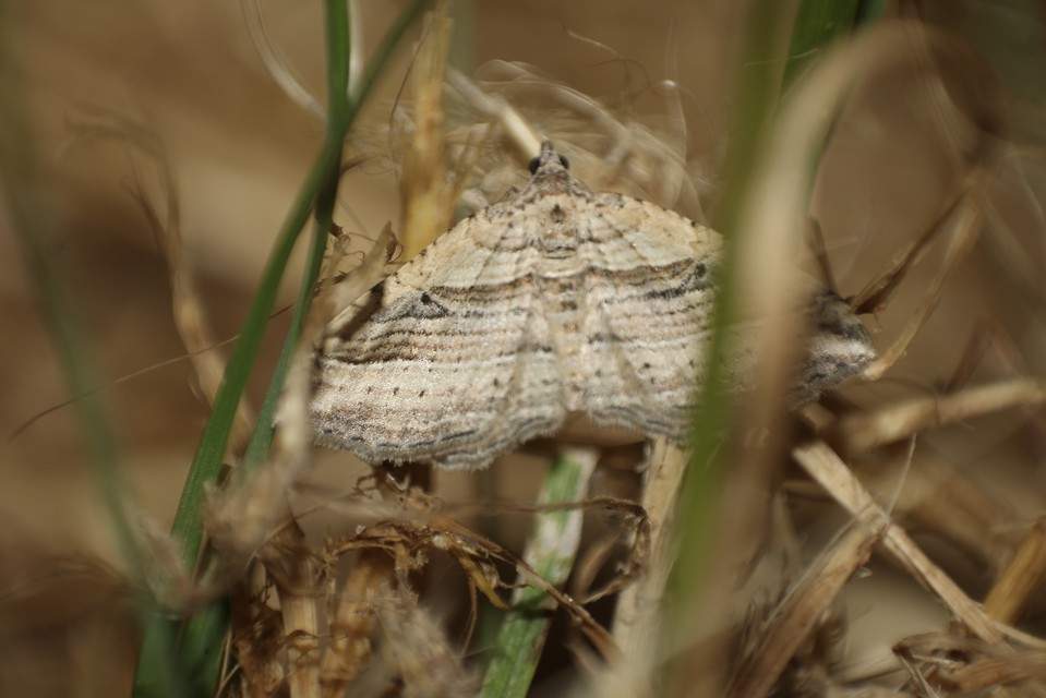 Costaconvexa polygrammata - soksávú araszoló