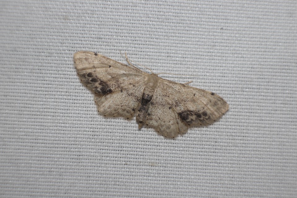 Idaea dimidiata - gyakori apróaraszoló