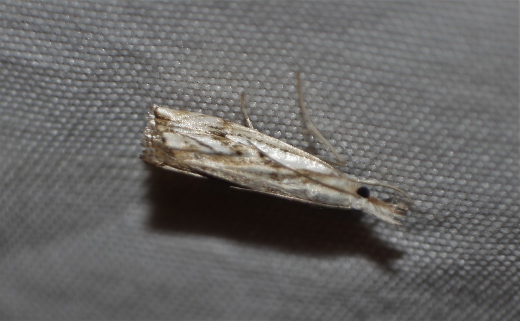 Catoptria verellus - kormos fűgyökérmoly