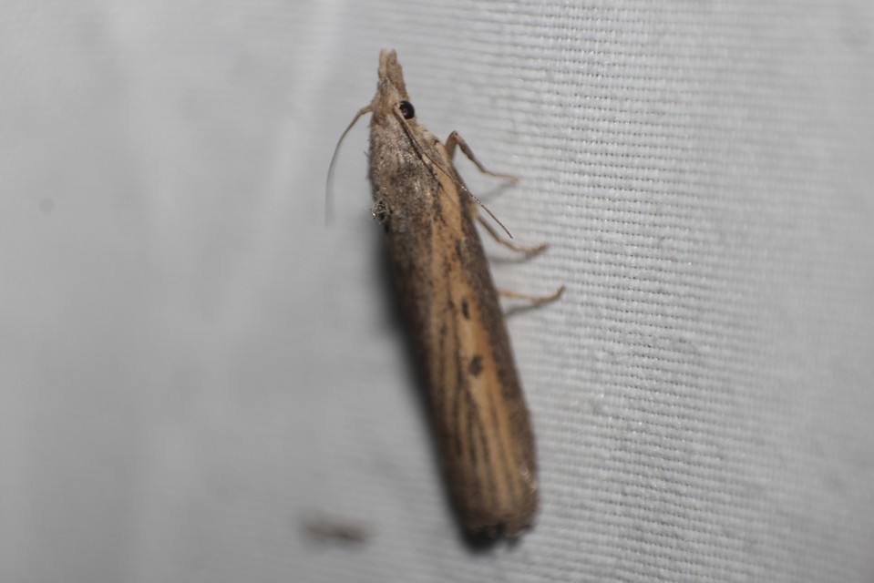 Lamoria zelleri - koldusmoly