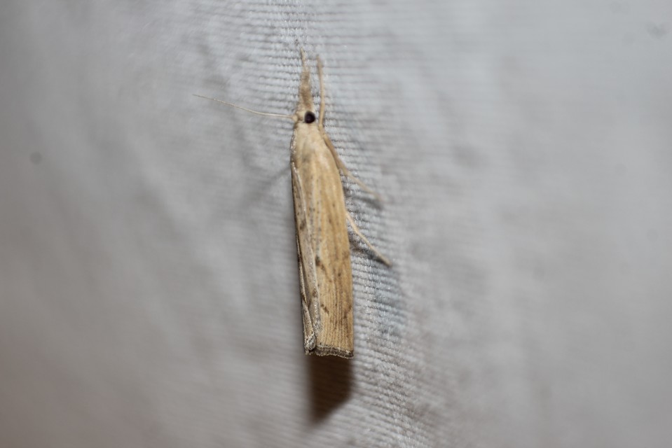 Agriphila inquinatella - közönséges fűgyökérmoly
