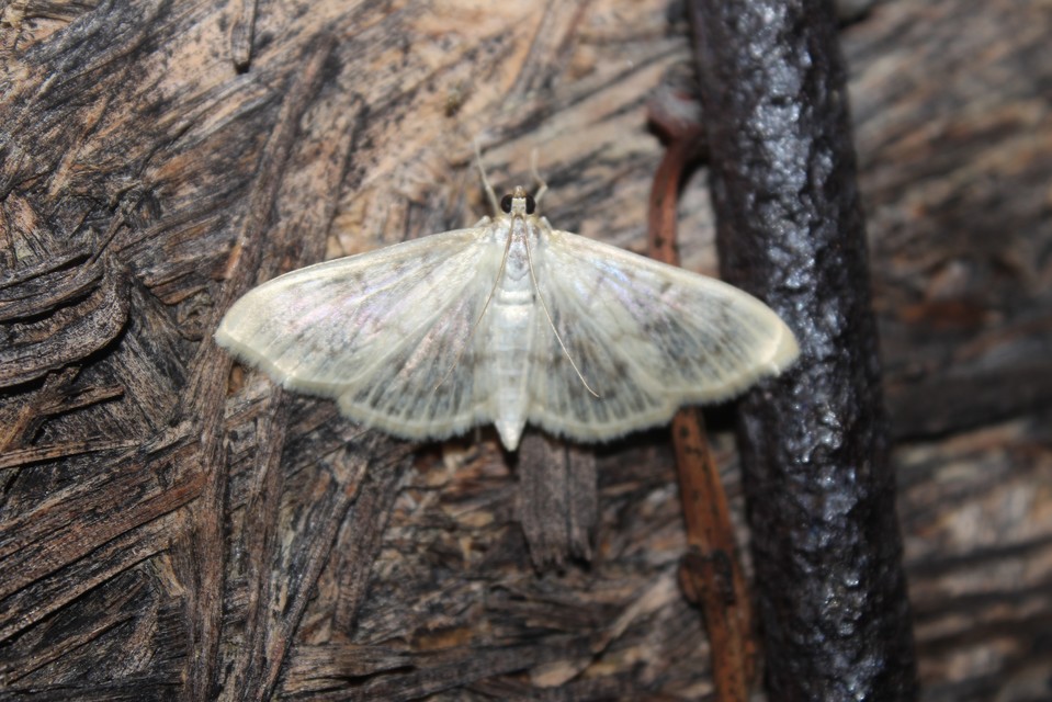 Patania ruralis - csalánevő tűzmoly