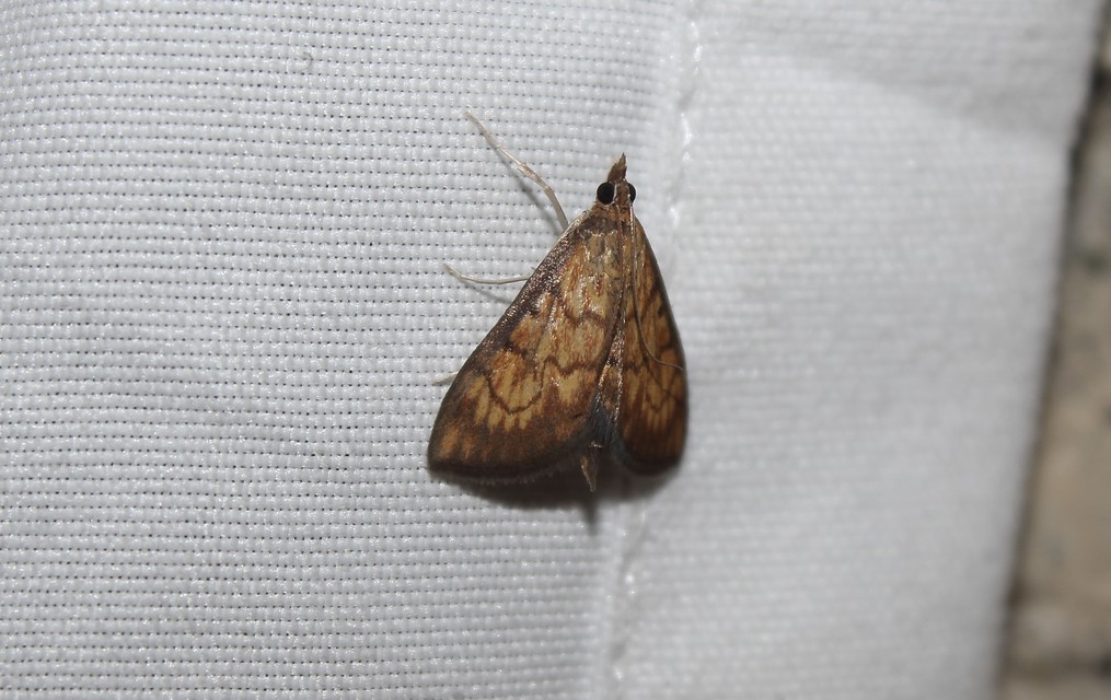 Ecpyrrhorrhoe rubiginalis - rozsdavörös tűzmoly