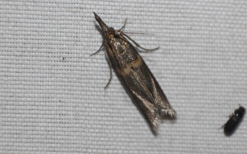 Etiella zinckenella - akácmoly