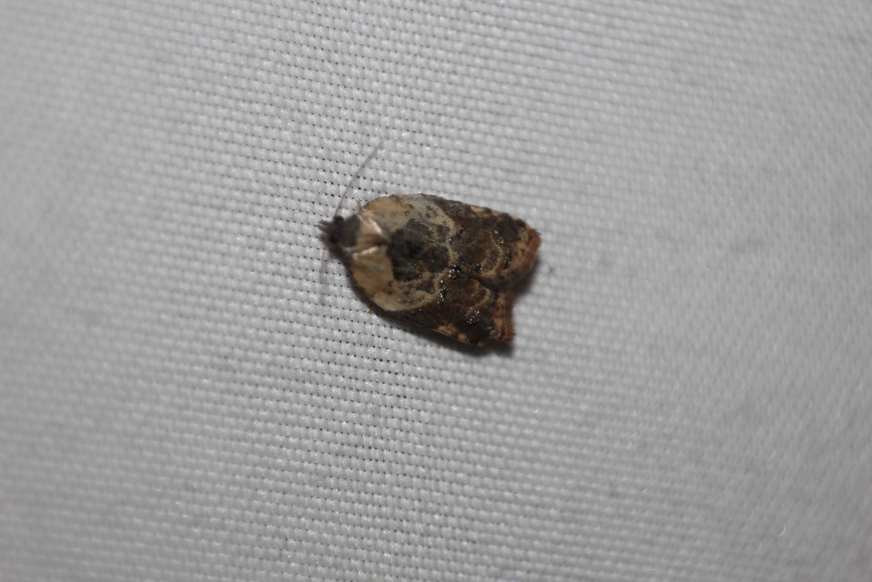 Acleris variegana - tarka levélmoly
