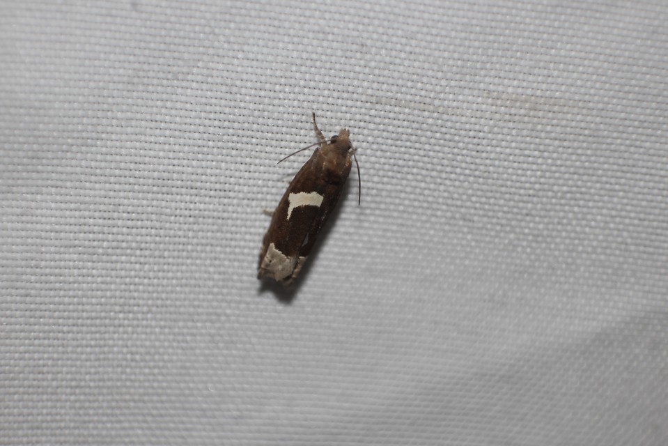 Epiblema foenella - kampósfoltú tükrösmoly
