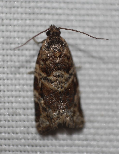 Argyrotaenia ljungiana - ékes sodrómoly