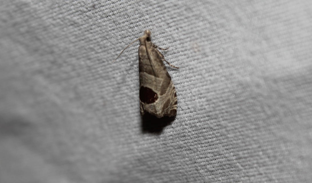 Notocelia uddmanniana - málnasodró tükrösmoly