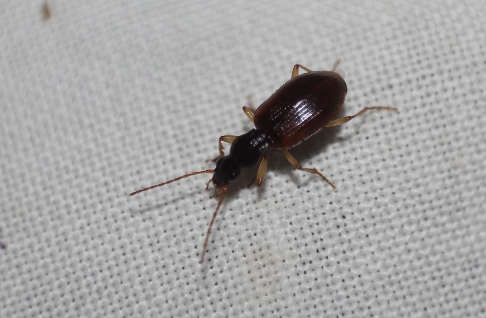 Oxypselaphus obscurus - barnás kisfutó