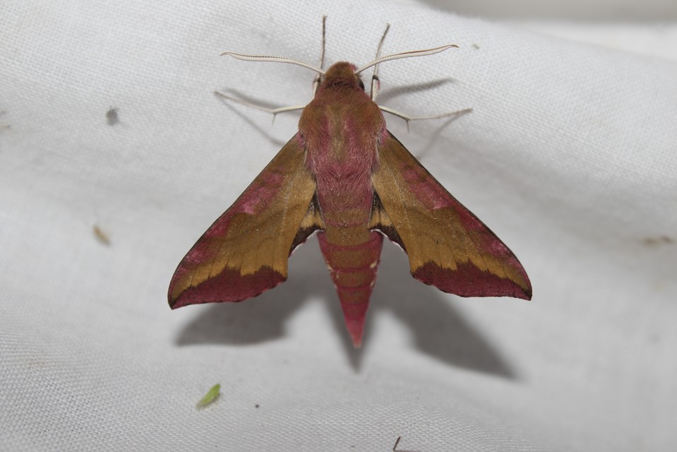 Deilephila porcellus - piros szender