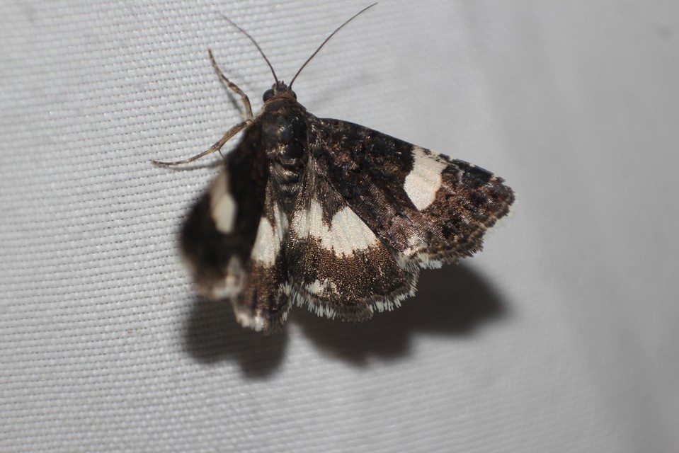 Tyta luctuosa - fekete nappalibagoly
