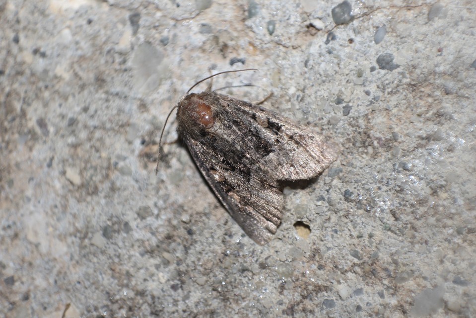 Oligia strigilis/latruncula/versicolor