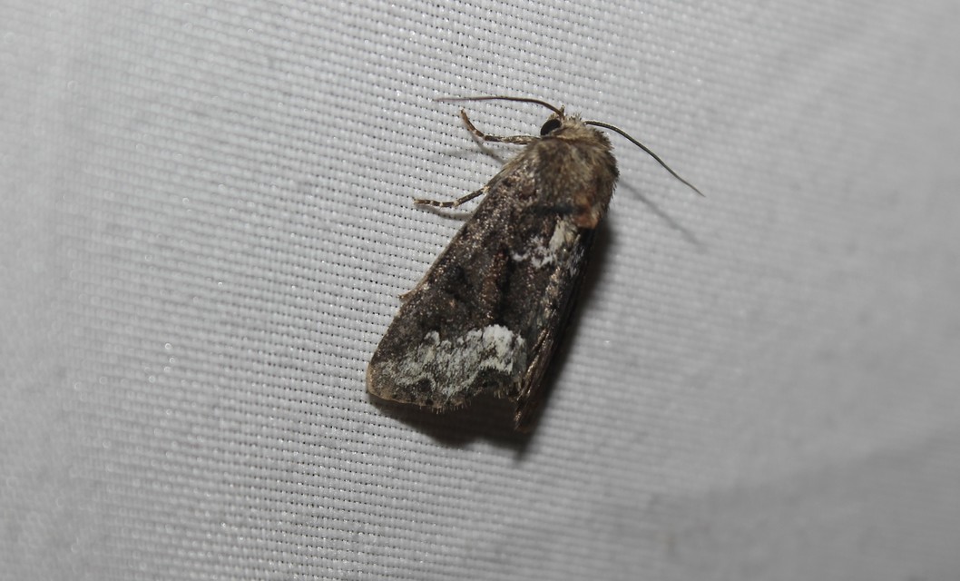 Oligia versicolor - változékony dudvabagoly