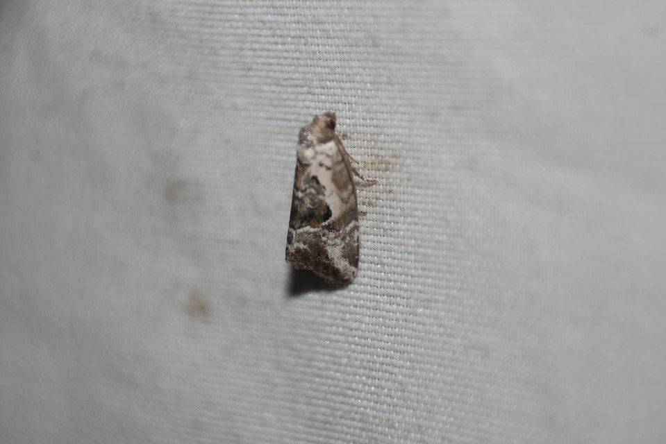 Hapalotis venustula - rózsaszínű mázasbagoly
