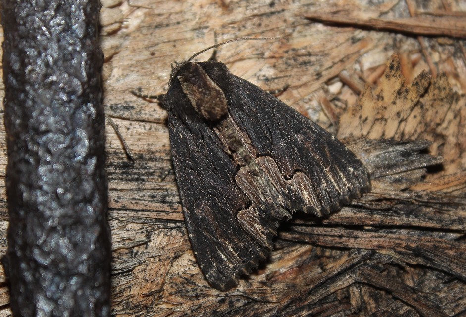 Dypterygia scabriuscula - szurokbarna nyáribagoly