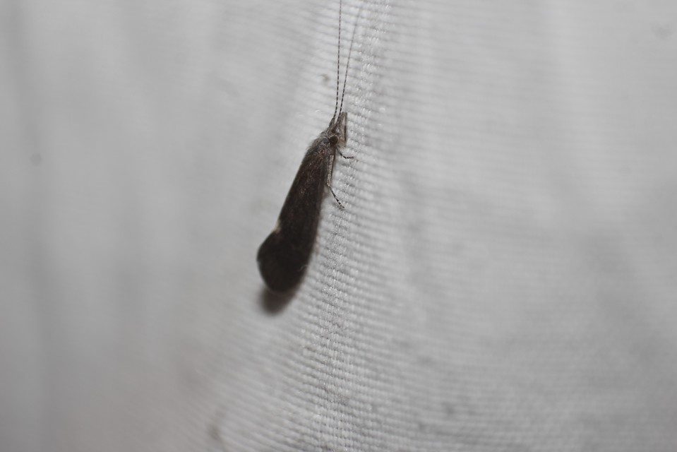 Trichoptera - Tegzesek