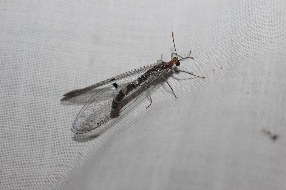 Megistopus flavicornis - kétfoltos hangyaleső