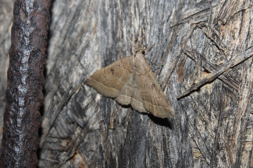 Pechipogo plumigeralis - tollascsápú karcsúbagoly