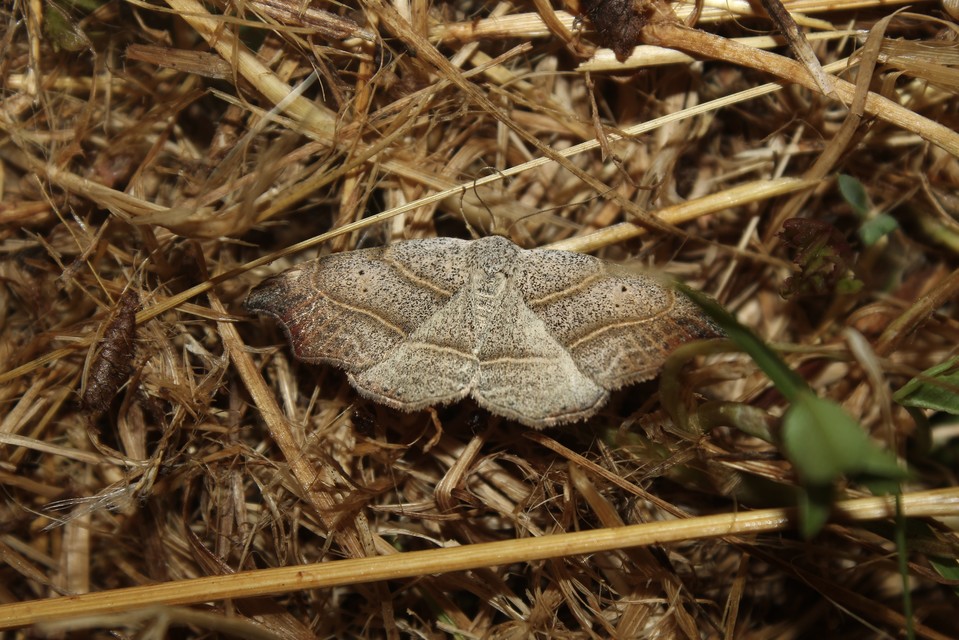 Laspeyria flexula - zuzmóbagoly