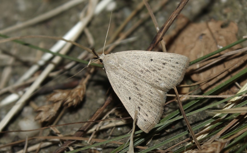 Macrochilo cribrumalis - csontszínű karcsúbagoly