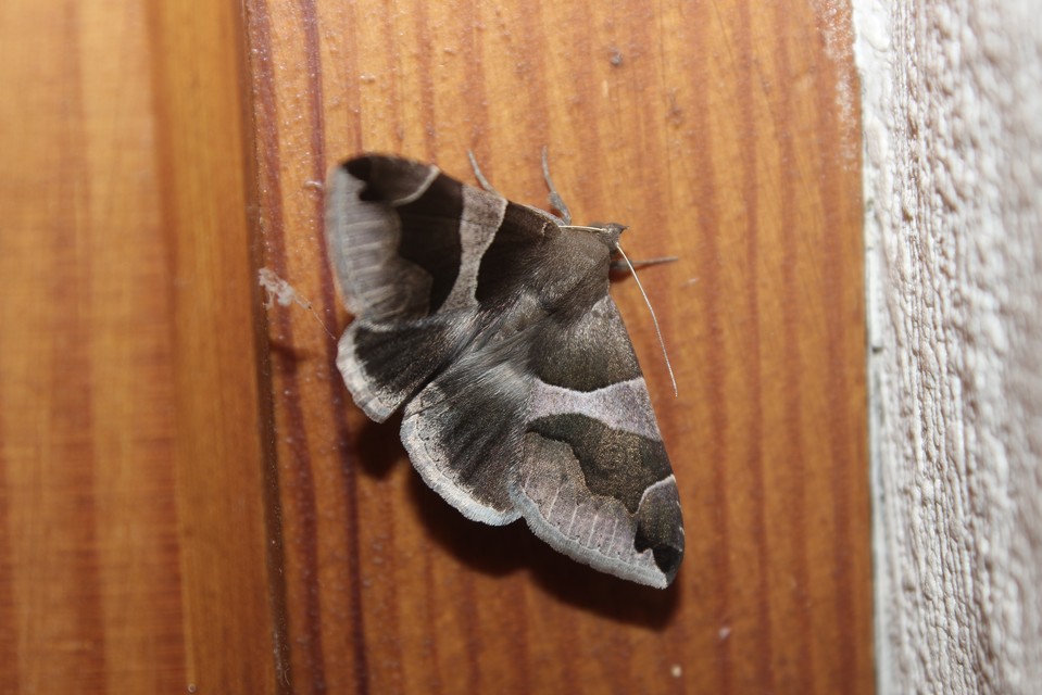 Dysgonia algira - déli porcelánbagoly