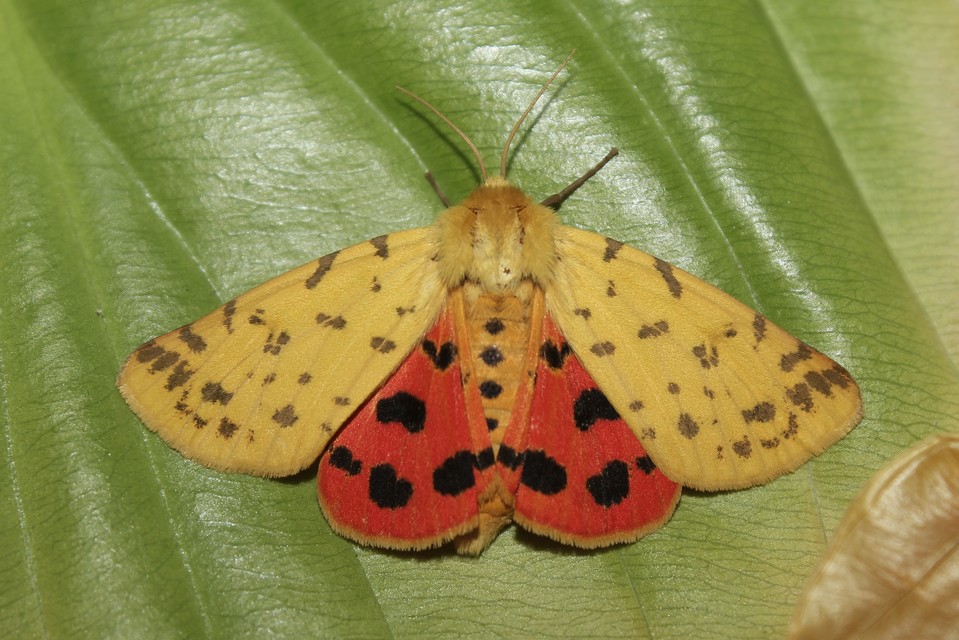 Rhyparia purpurata - bíborszínű medvelepke