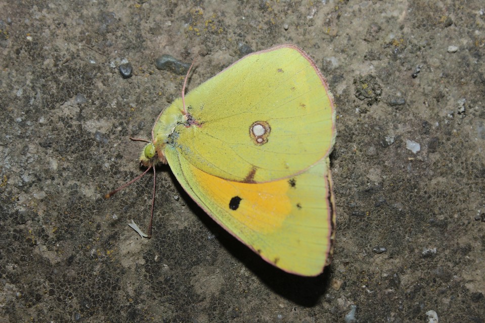 Colias croceus - sáfránylepke