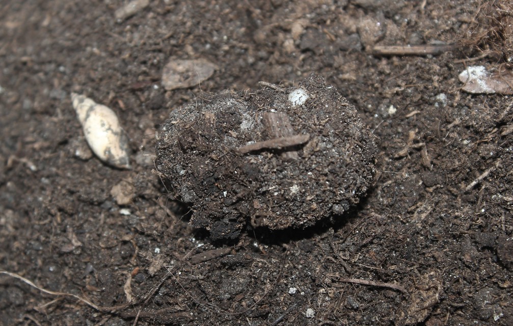 Cucullia chamomillae - székfű-csuklyásbagoly