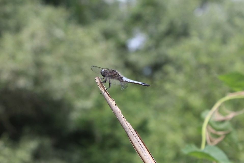 Libellula fulva - kisfoltos laposacsa