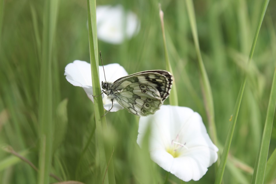 Melanargia galathea - sakktáblalepke