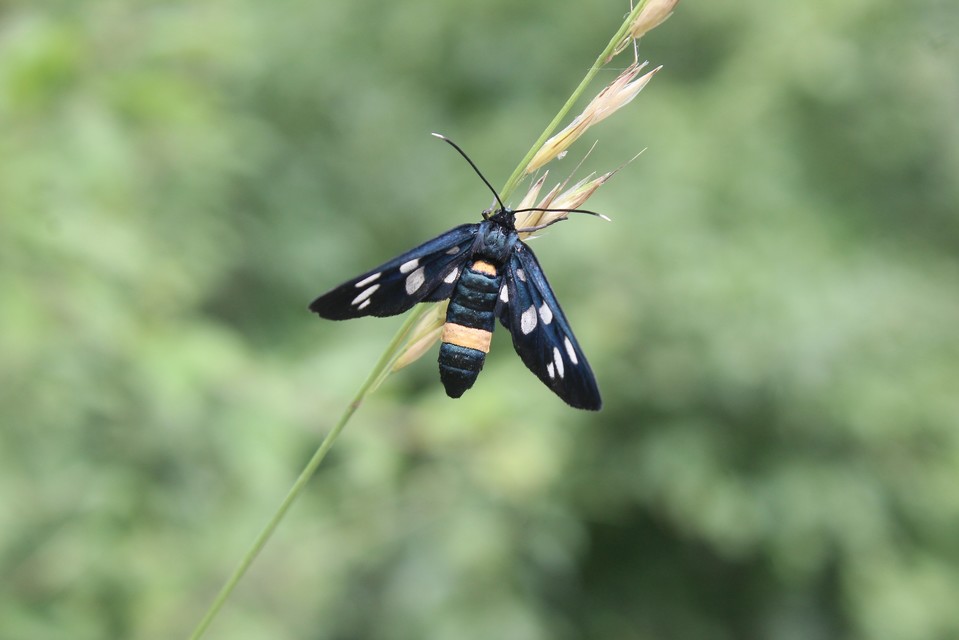 Amata phegea - fehérpettyes álcsüngőlepke
