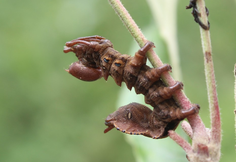 Stauropus fagi - bükkfa-púposszövő