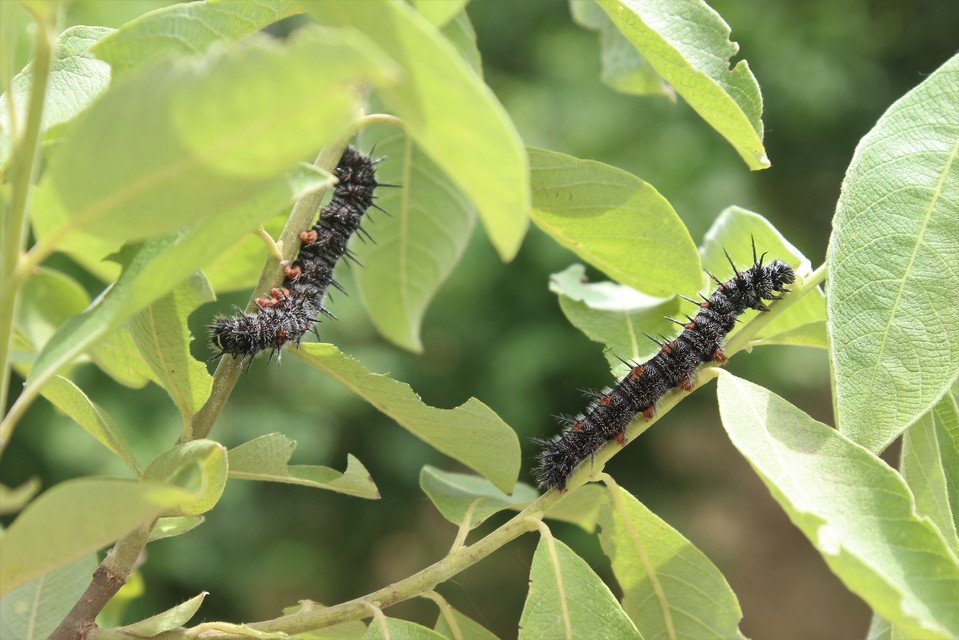 Nymphalis antiopa - gyászlepke