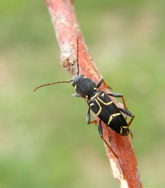 Xylotrechus antilope - fürge darázscincér