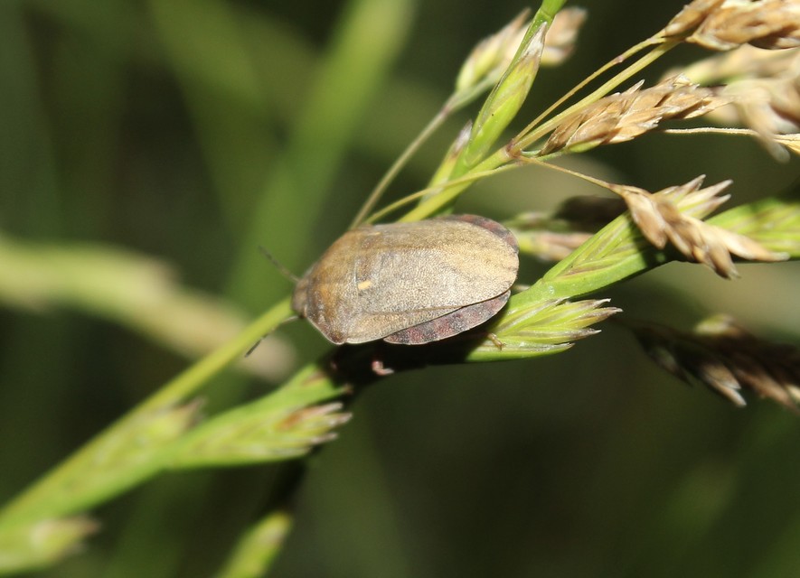 Eurygaster Eurygaster