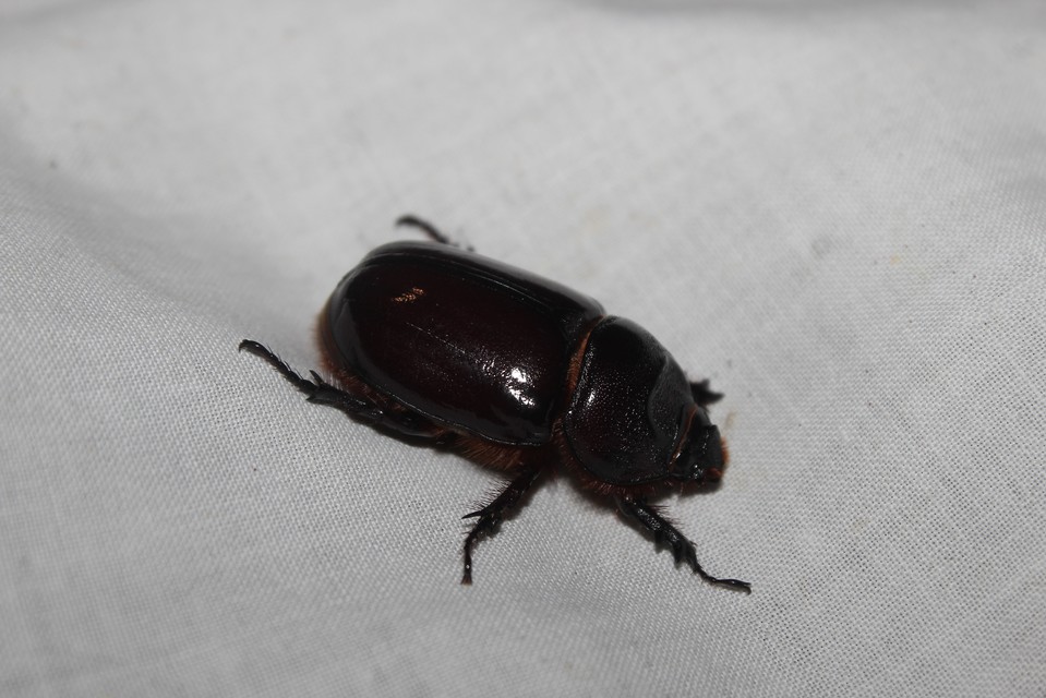 Oryctes nasicornis - orrszarvú bogár