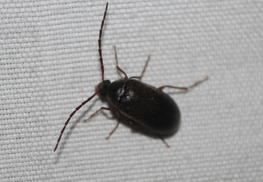 Hymenalia rufipes - rőtlábú alkonybogár