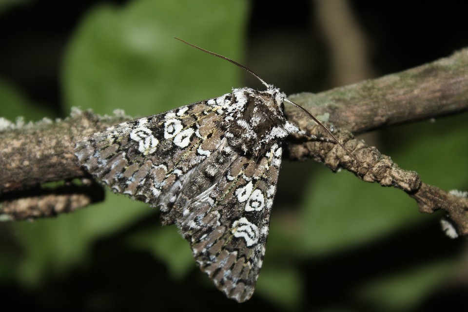 Lamprosticta culta - hármasfoltú bagoly