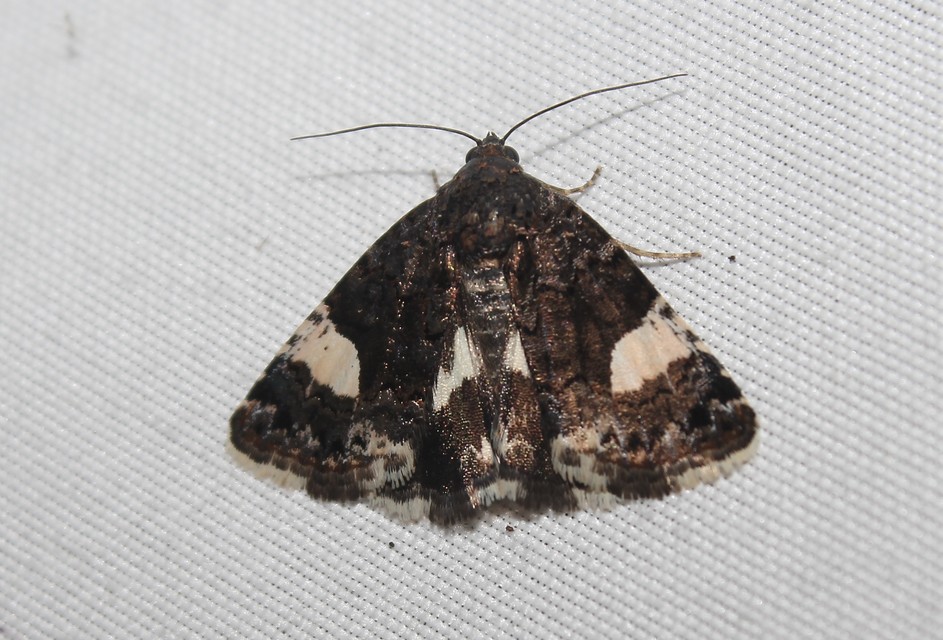 Tyta luctuosa - fekete nappalibagoly